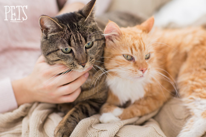 tecnicas para calmar a gatos que se alteran en reuniones familiares 1