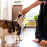 tecnicas para calmar a tu gato durante sesiones de entrenamiento con clicker 1
