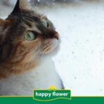 Técnicas para calmar a tu gato durante tormentas eléctricas 2 tecnicas para calmar a tu gato durante tormentas electricas 1