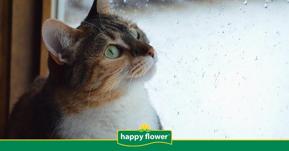 tecnicas para calmar a tu gato durante tormentas electricas 1