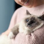 tecnicas para calmar a tu gato si hay cambios en el entorno domestico 1