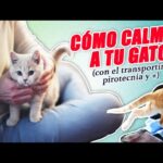 Técnicas para calmar a tu gato si hay obras ruidosas cerca de casa 2 tecnicas para calmar a tu gato si hay obras ruidosas cerca de casa 3