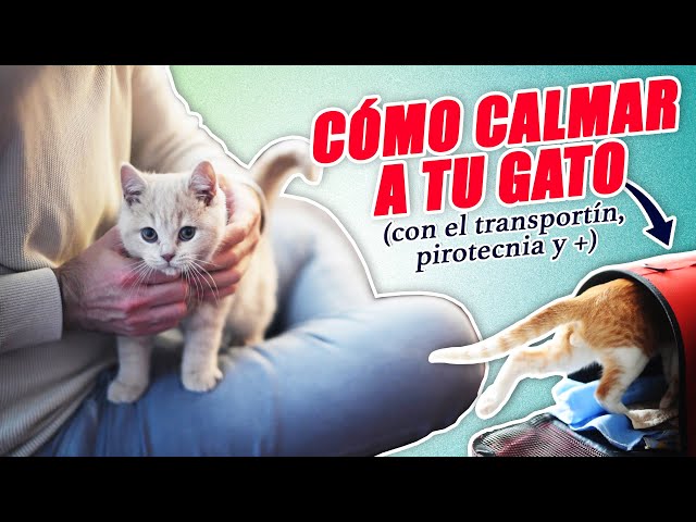 tecnicas para calmar a tu gato si hay obras ruidosas cerca de casa 3