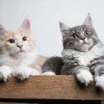 tecnicas para fomentar que tu gato acepte la compania de animales mayores 1