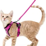 tecnicas para gatos que no toleran el uso de arneses especiales 1