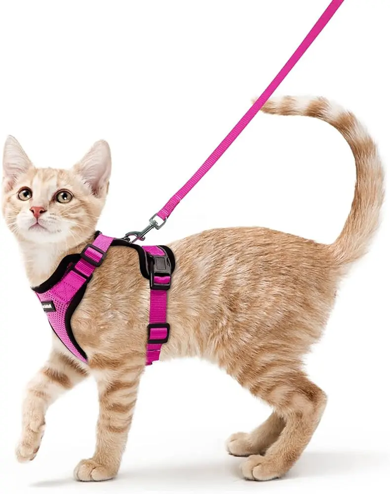 Técnicas para gatos que no toleran el uso de arneses especiales 14 tecnicas para gatos que no toleran el uso de arneses especiales 1