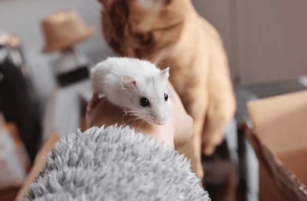 tecnicas para lograr que tu gato comparta espacio con roedores 1