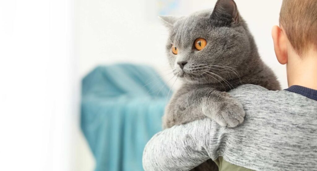 tecnicas para mejorar la aceptacion de tu gato hacia animales con discapacidades 1