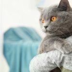 tecnicas para mejorar la aceptacion de tu gato hacia animales con discapacidades 1