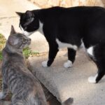 tecnicas para mejorar la adaptacion de tu gato a la llegada de otro animal 1