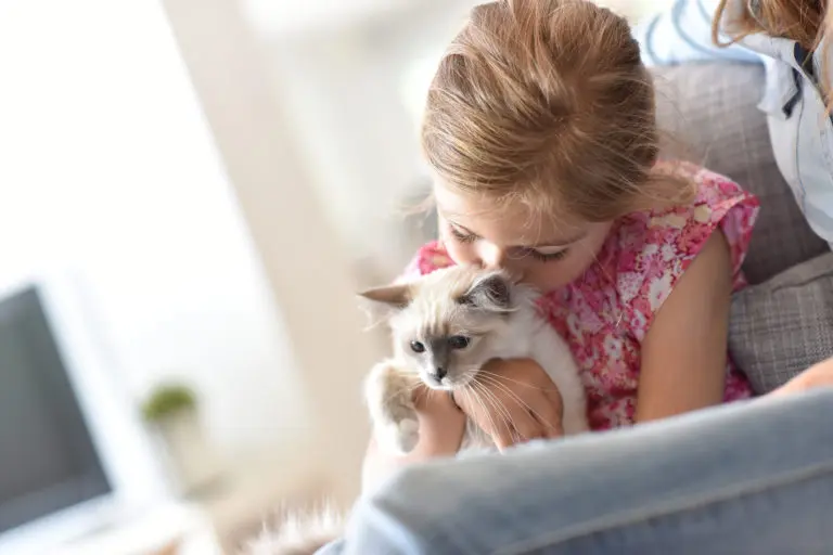 tecnicas para mejorar la confianza entre gatos que no han sido socializados 1