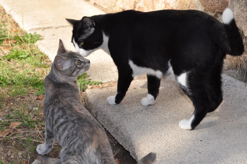 tecnicas para mejorar la convivencia de tu gato con otros felinos adultos 1