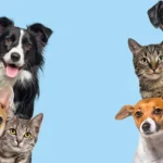 tecnicas para mejorar la convivencia de tu gato con perros activos 1