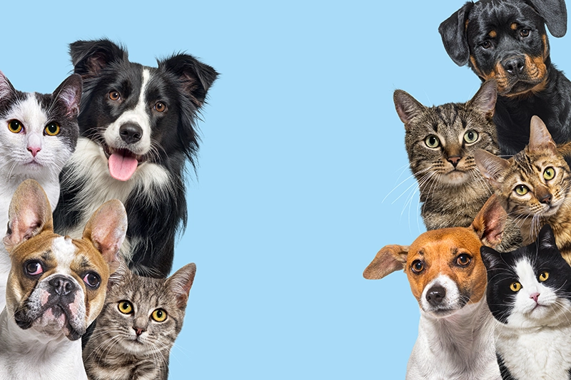 tecnicas para mejorar la convivencia de tu gato con perros activos 1