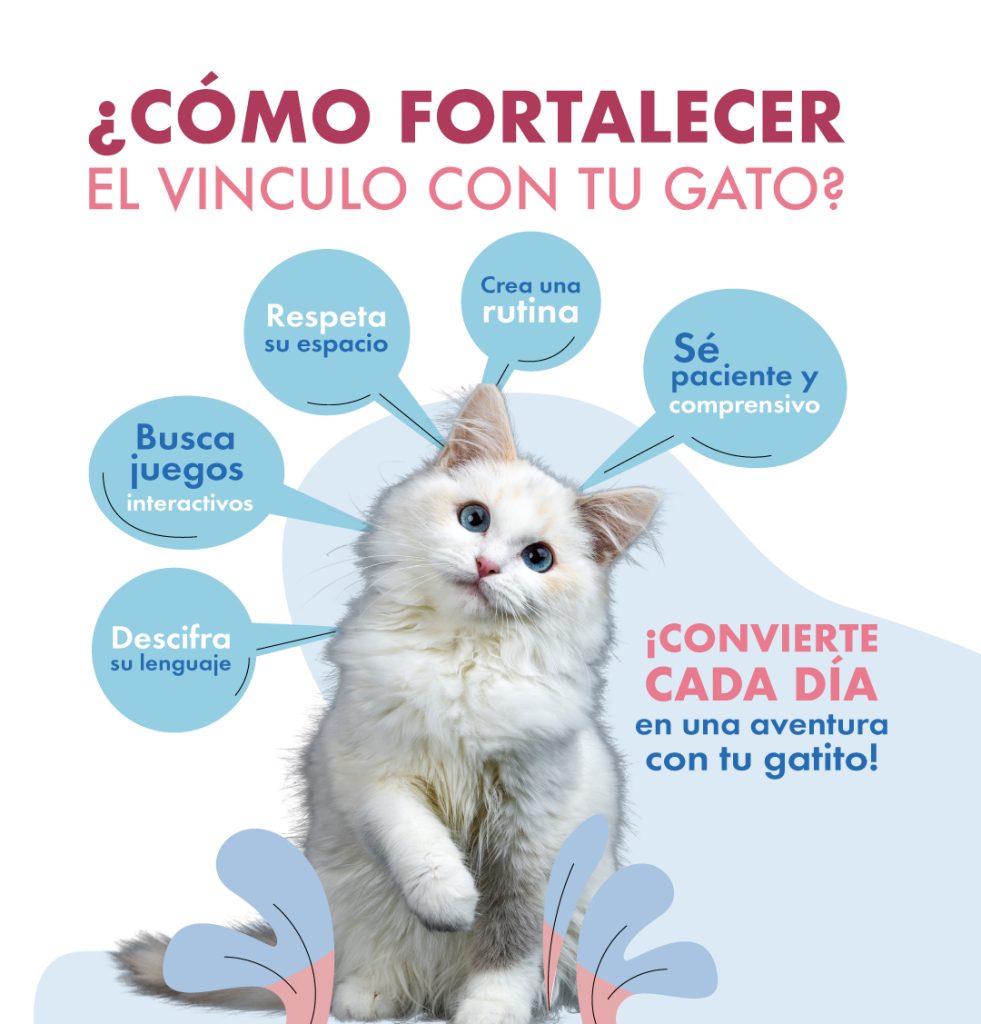 Gato 2 tecnicas para mejorar la relacion de tu gato con sus companeros de camada 1