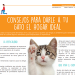 tecnicas para preparar a tu gato para convivir en hogares temporales 1