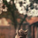Técnicas para preparar a tu gato para una sesión de fotos profesional 2 tecnicas para preparar a tu gato para una sesion de fotos profesional 1