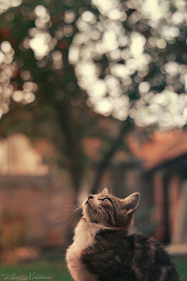 Técnicas para preparar a tu gato para una sesión de fotos profesional 9 tecnicas para preparar a tu gato para una sesion de fotos profesional 1