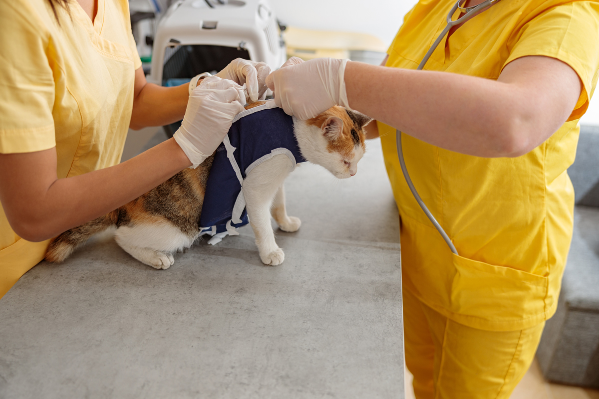 Gato 3 tecnicas para presentar a tu gato a otros en visitas veterinarias