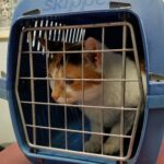 tecnicas para prevenir el comportamiento ansioso en gatos que usan jaulas 1