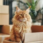 tecnicas para prevenir el estres en gatos al mudarse a una casa grande 1