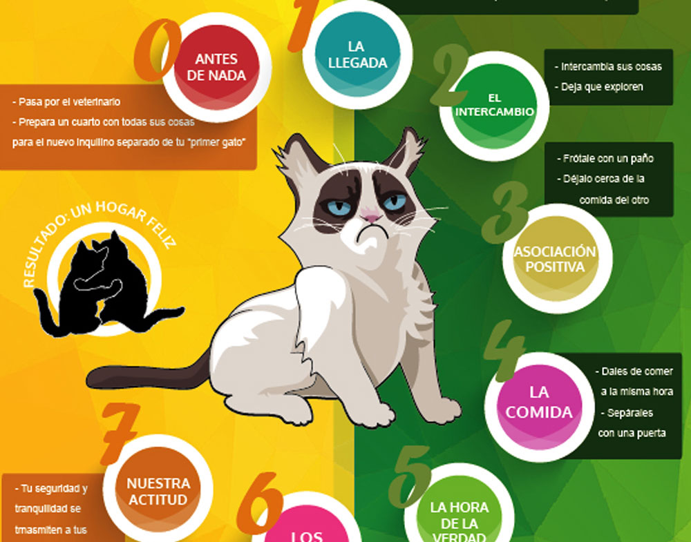 tecnicas para prevenir que tu gato entre en despensas 1