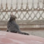 Técnicas para prevenir que tu gato se asuste al escuchar coches o motos 2 tecnicas para prevenir que tu gato se asuste al escuchar coches o motos 2
