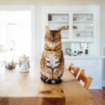 Técnicas para que tu gato acepte cambios en el mobiliario del hogar 1 tecnicas para que tu gato acepte cambios en el mobiliario del hogar 1