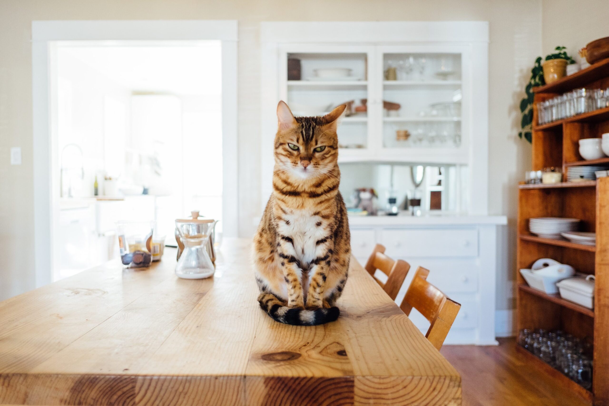 Gato 2 tecnicas para que tu gato acepte cambios en el mobiliario del hogar 1 scaled