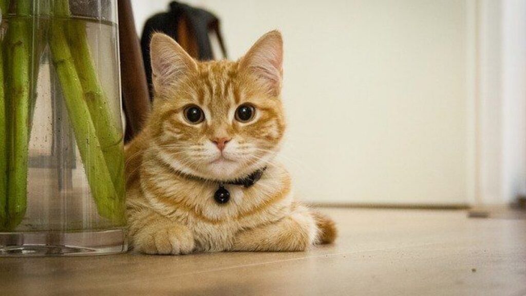 tecnicas para que tu gato respete los alimentos en la mesa del comedor 1