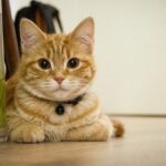 Técnicas para que tu gato respete los alimentos en la mesa del comedor 2 tecnicas para que tu gato respete los alimentos en la mesa del comedor 1