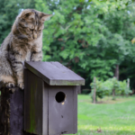 tecnicas para que tu gato tolere convivir con aves en jaulas abiertas 1