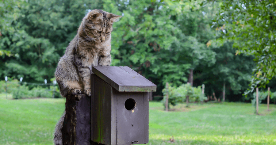 tecnicas para que tu gato tolere convivir con aves en jaulas abiertas 1