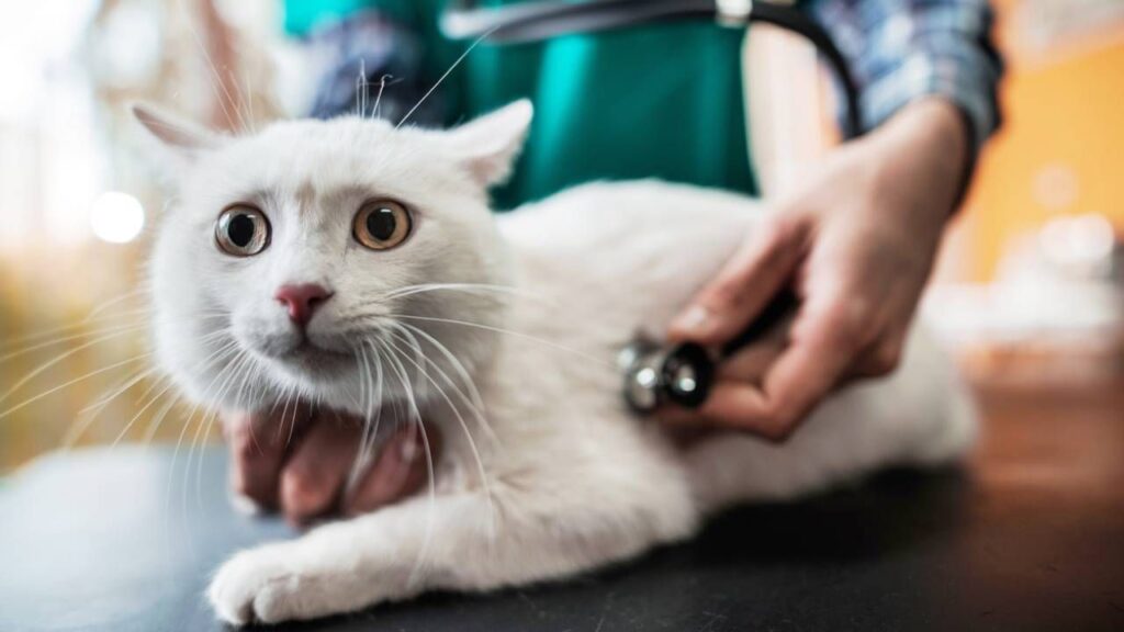 tecnicas para reducir el estres en gatos durante reuniones con otras mascotas 1