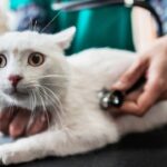 tecnicas para reducir el estres en gatos durante reuniones con otras mascotas 1