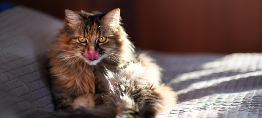 tecnicas para reducir el estres en gatos que cambian de cuidador 1