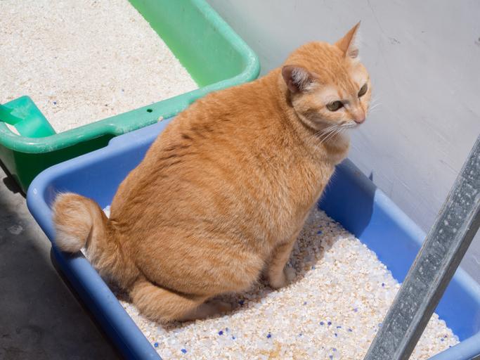tecnicas para reducir los conflictos en gatos que comparten el arenero 1