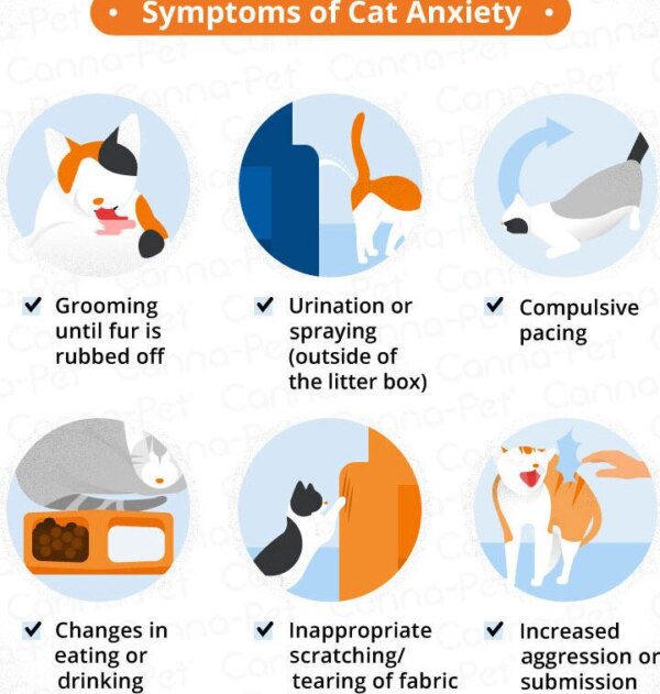 Técnicas para Relajar a Tu Gato en Momentos de Ansiedad 17 tecnicas para relajar a tu gato en momentos de ansiedad